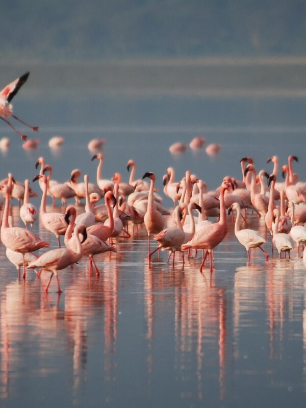 birds, flamingos, ornithology