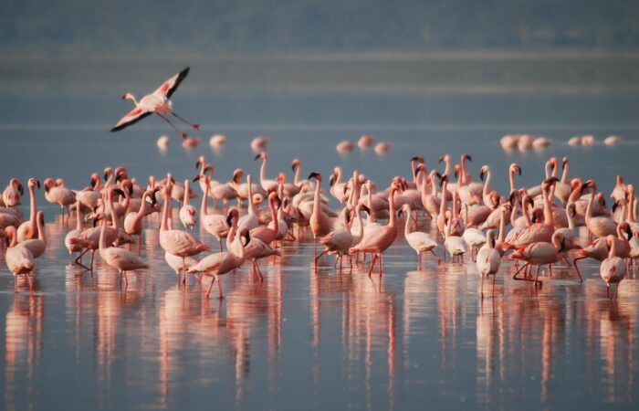 birds, flamingos, ornithology