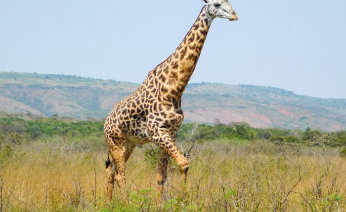 a giraffe walking in a field
