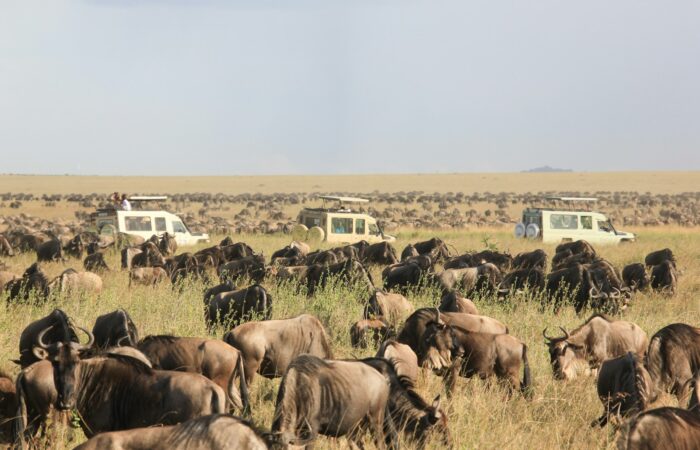 herd of elephants on green grass field during daytime