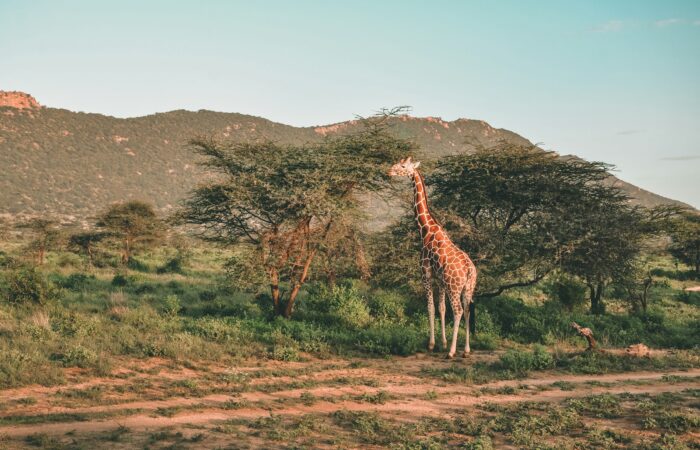 brown giraffe eating tree leaf during daytime